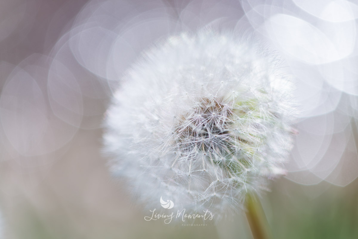 Pusteblume mit unscharfem, hellen Hintergrund