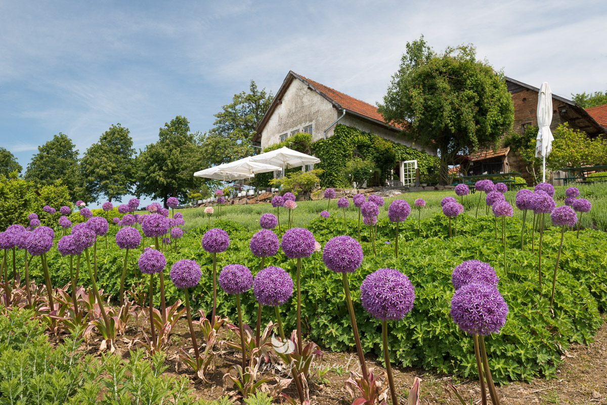 Lila Zierlauchbeet mit alten Cottagehäuschen