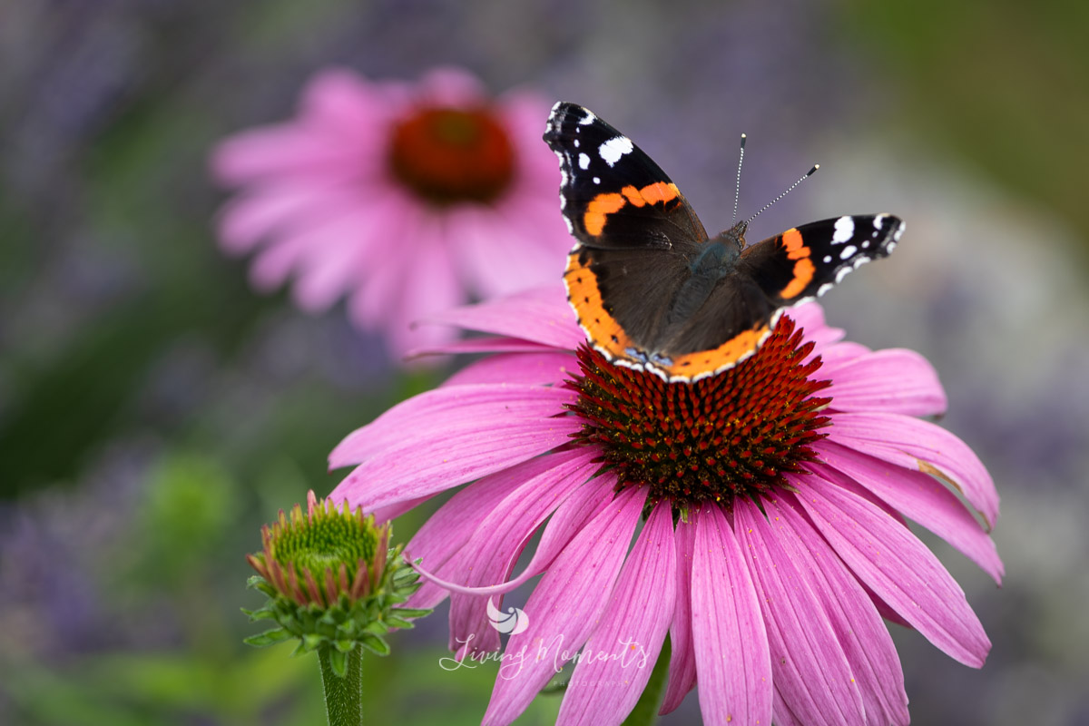 Admiral Schmetterling auf pinker Sonnenhutblüte