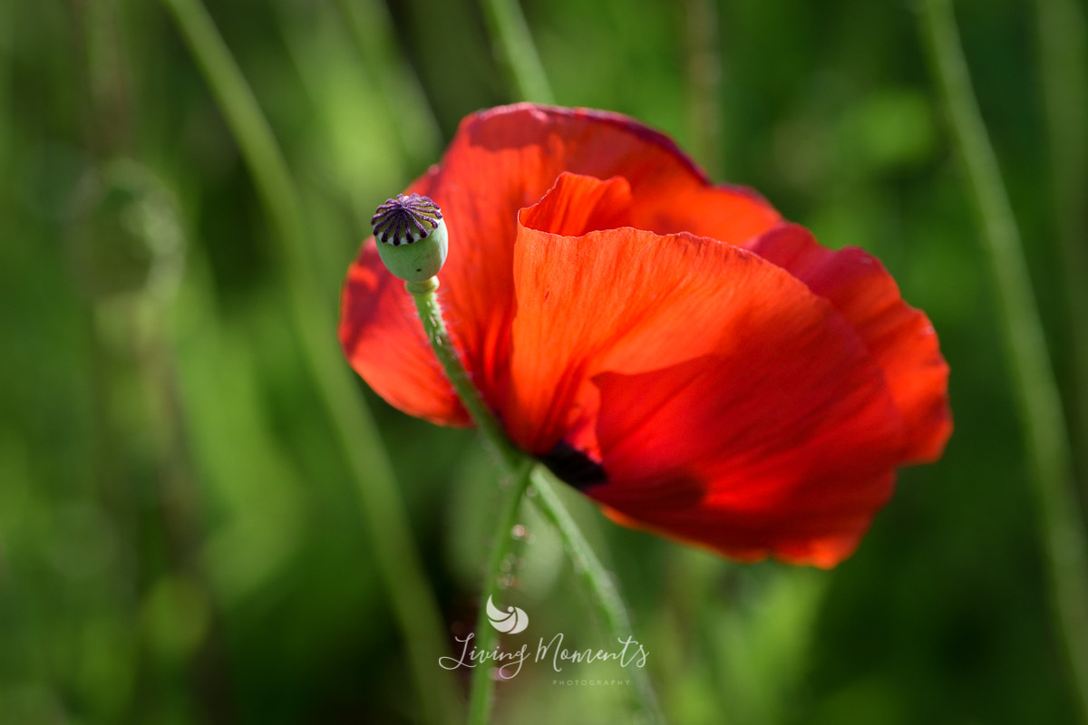 Klatschmohnblüte und kleine Mohnkapsel im Gegenlicht