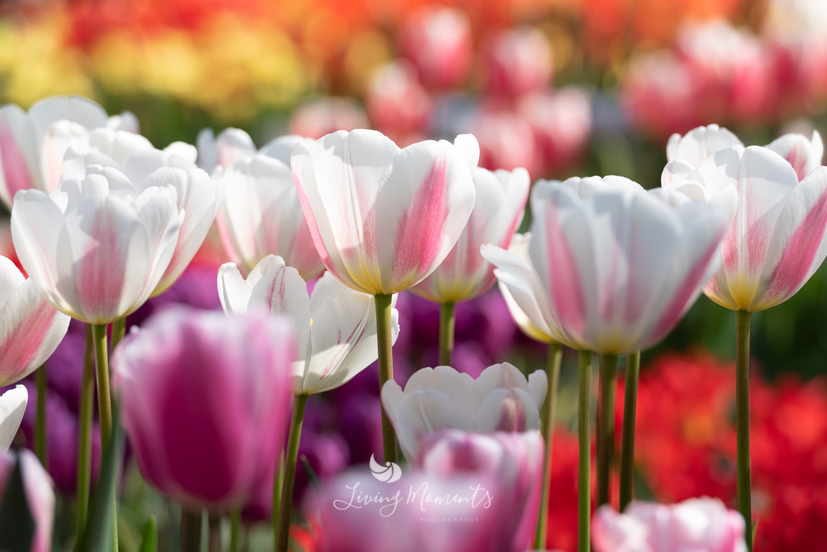 Tulpenkelche im Sonnenlicht