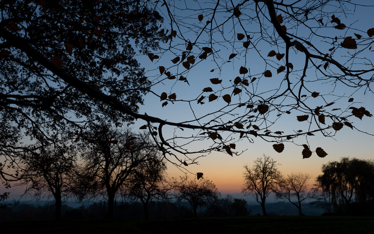 Abendstimmung mit Bäumen und Birkenblättern