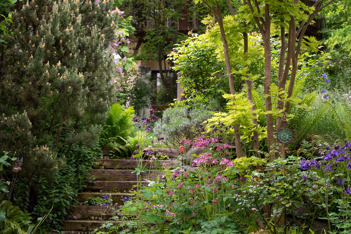 Verwunschener Garten mit Ahorn und Akelei