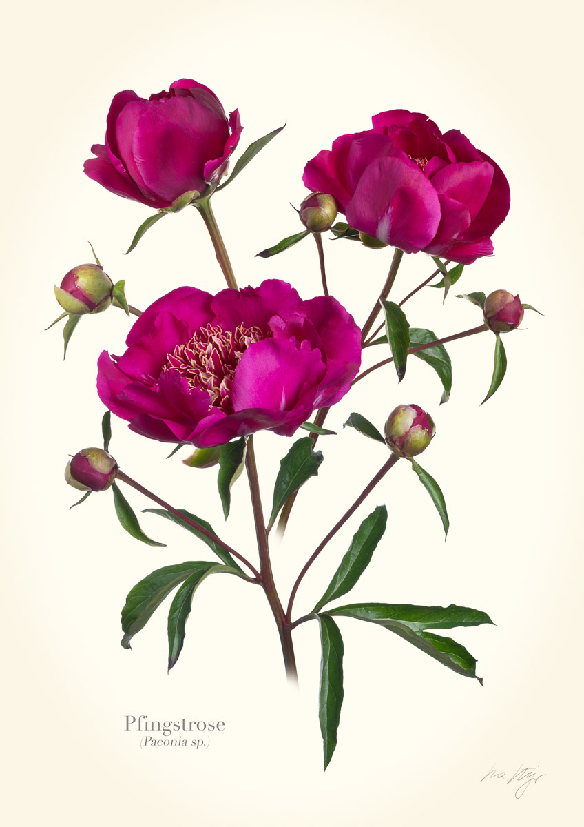 Pflanzen-Illustration mit drei pinken Pfingstrosenblüten und fünf Knospen