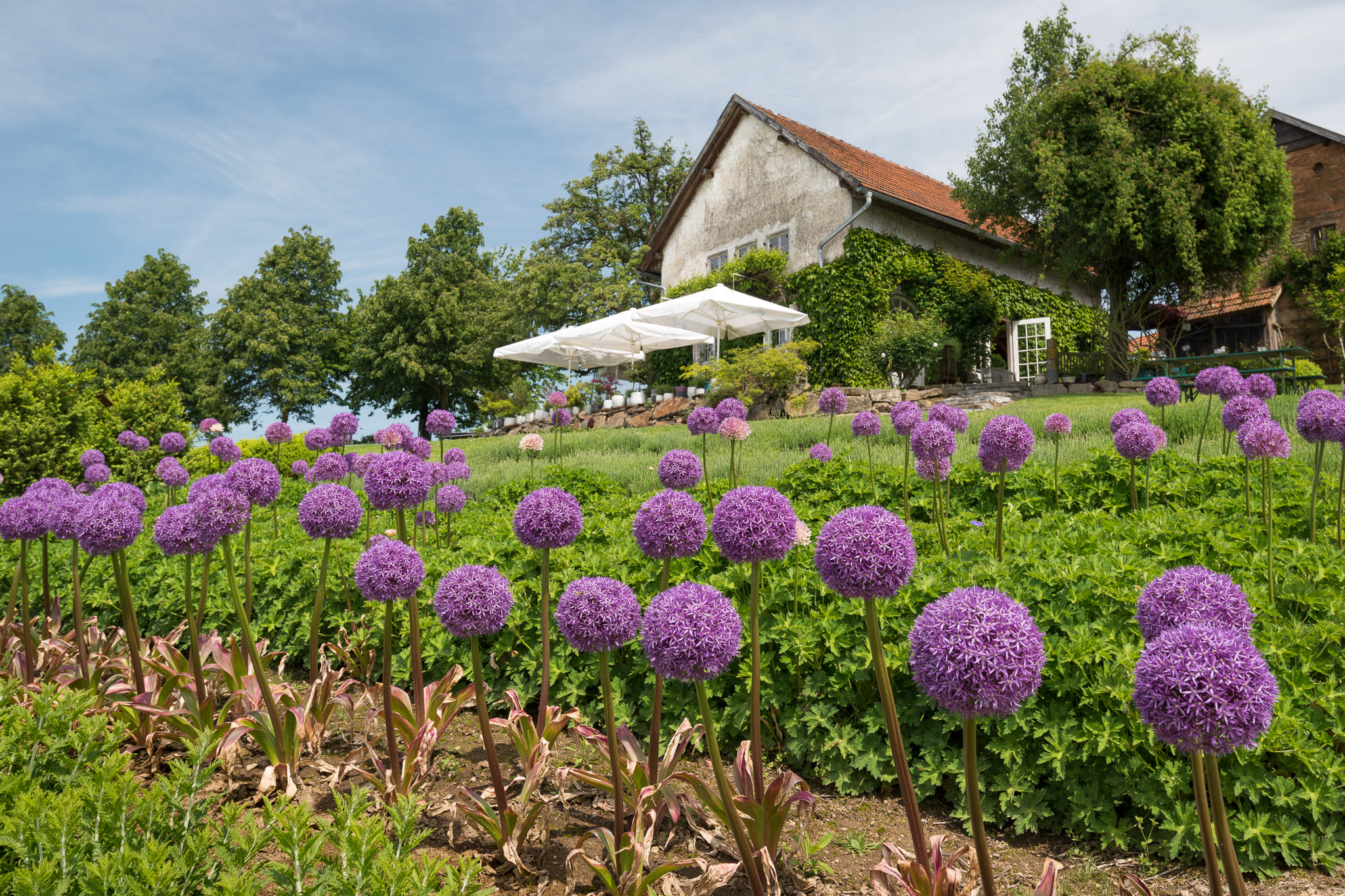 Violett blühendes Zierlauchbeet mit Haus im Hintergrund