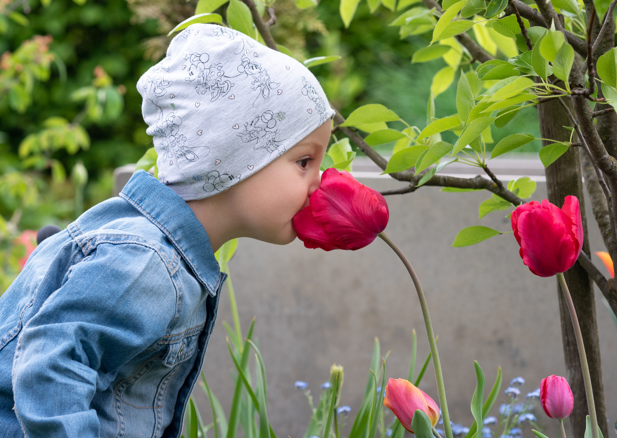 Kleines Kind riecht an roter Tulpenblüte