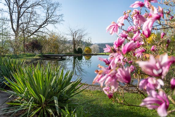 Magnolienbaum vor Schwimmteich