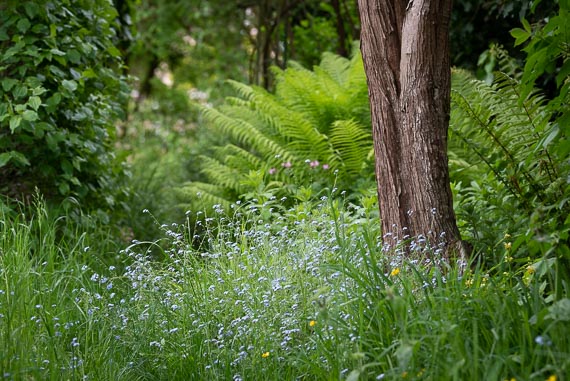 Waldgarten mit Vergissmeinicht und Farn