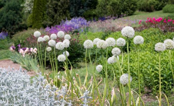 Weiße Zierlauchblüten vor blühenden Gartenbeeten