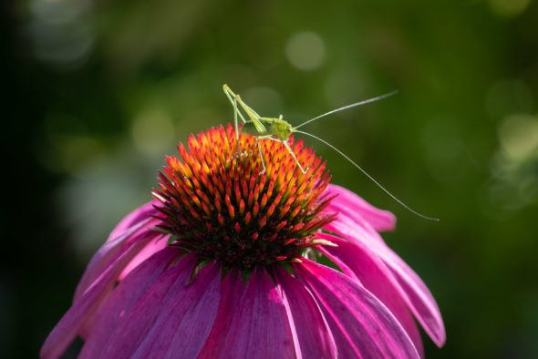 Heuschrecke im Sonnenlicht auf pinker Sonnenhutblüte