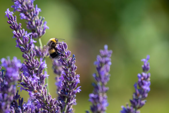 Hummel auf Lavendelblüte