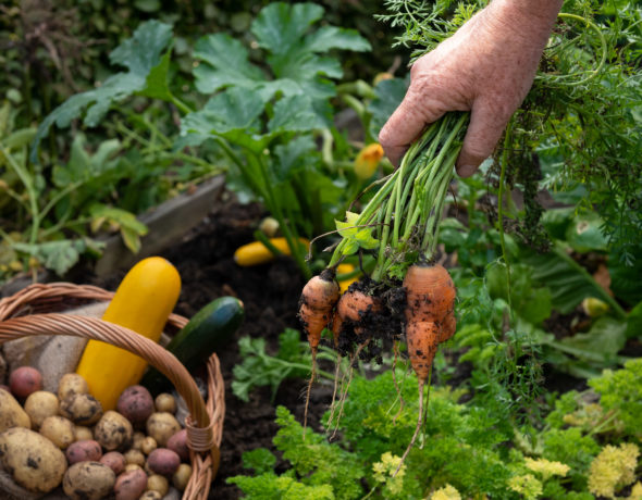 Frisch geerntete Karotten, im Hintergund ein Gemüsekorb im Gartenbeet