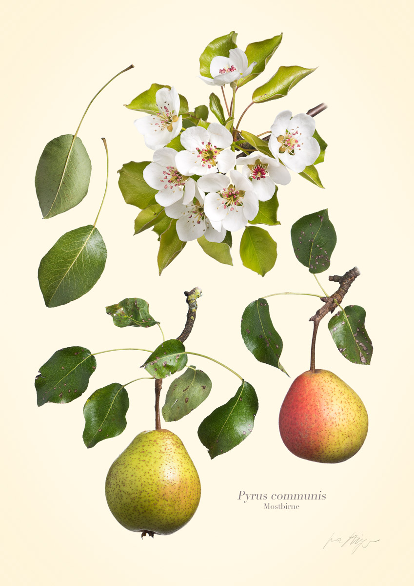 Pflanzenportrait Mostbirne (Pyrus communis)