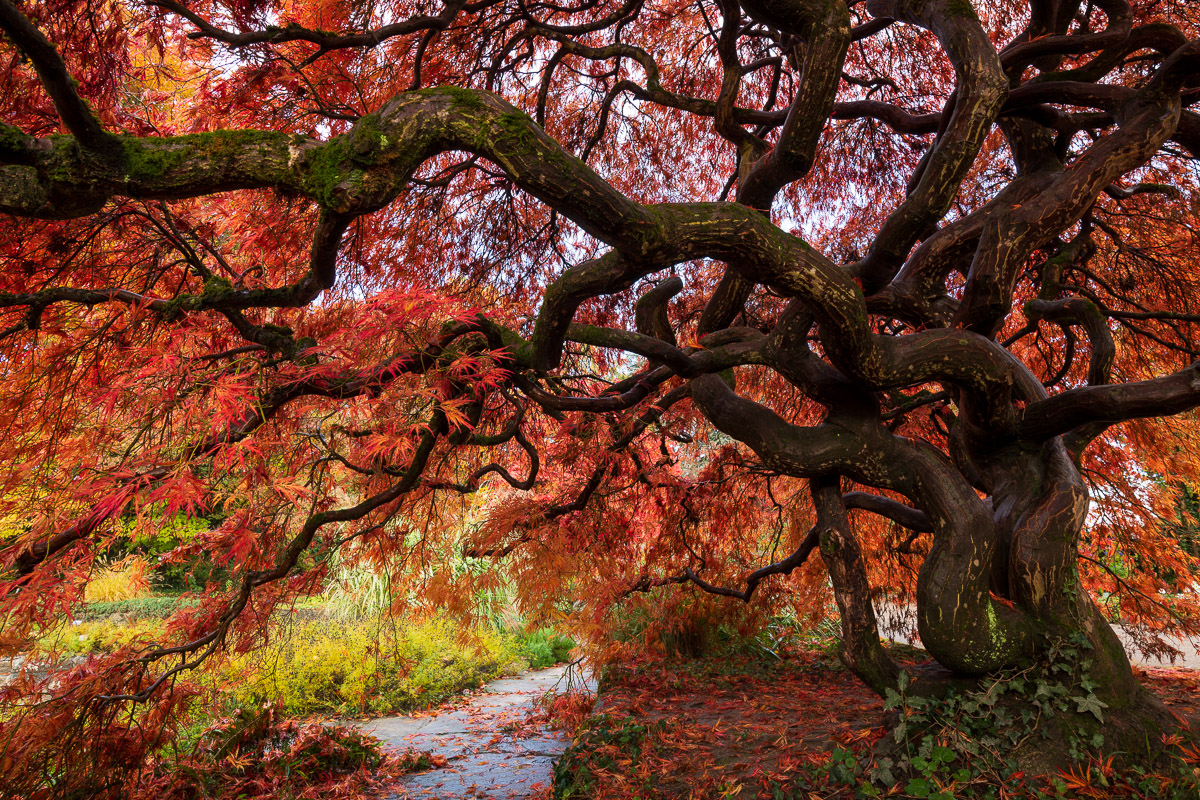 Ahornbaum mit rotem Herbstlaub